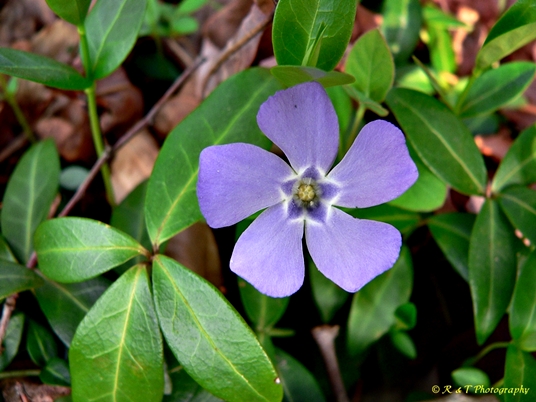 {Vinca minor}